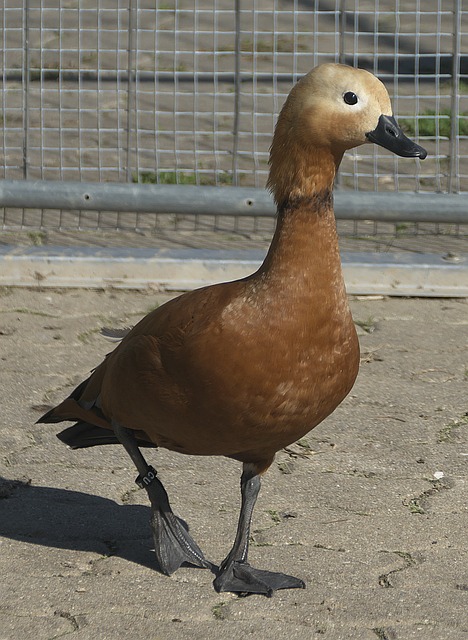亚马尔