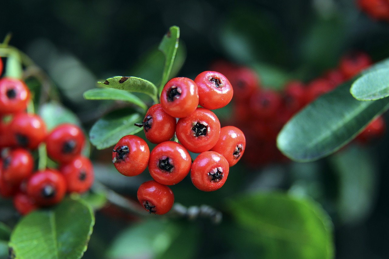 谢定峰肩伤无大碍 彭伟信确认出战亚锦赛.